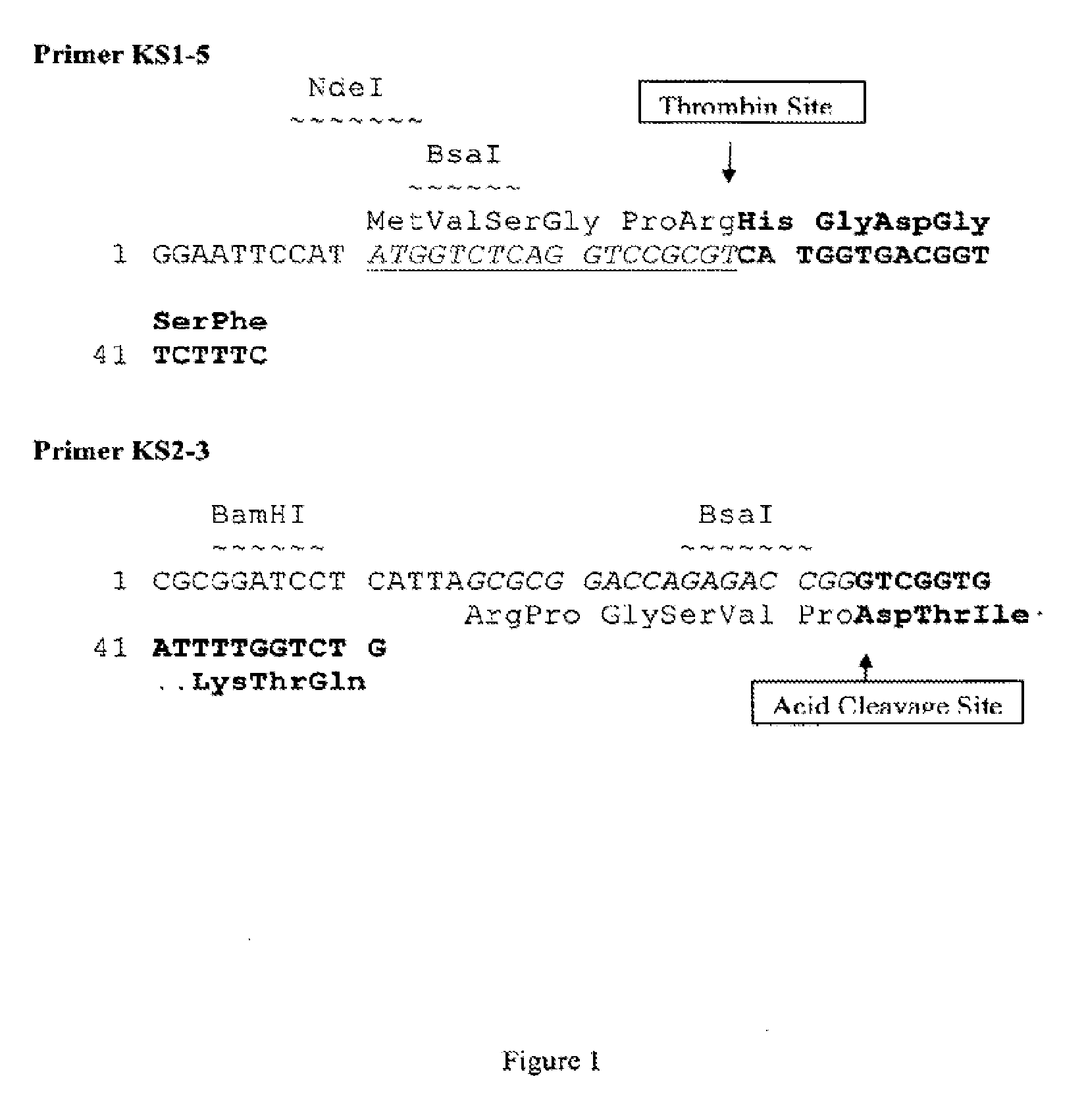 Production of glucagon like peptide 2 and analogs