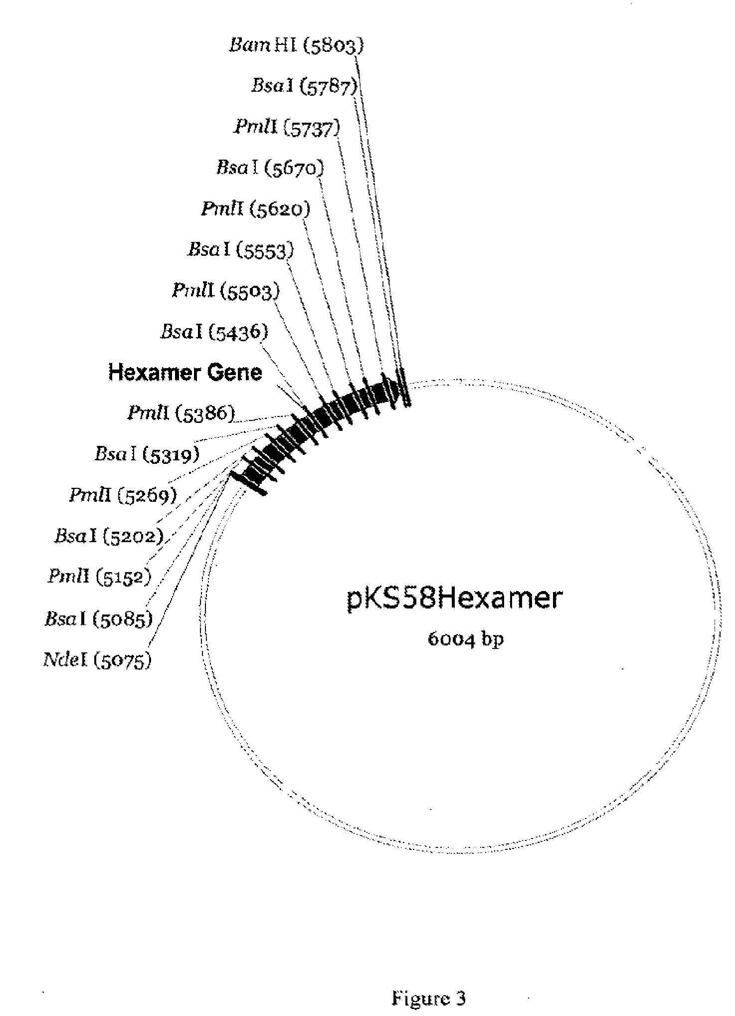 Production of glucagon like peptide 2 and analogs