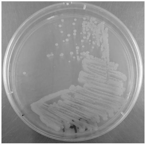 Brevibacterium frigoritolerans strain capable of denitrification and efficient flocculation and application thereof