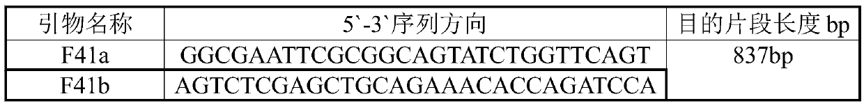 Anti-calf escherichia coli F41 pilus antigen hyperimmune egg yolk antibody IgY preparation method and application