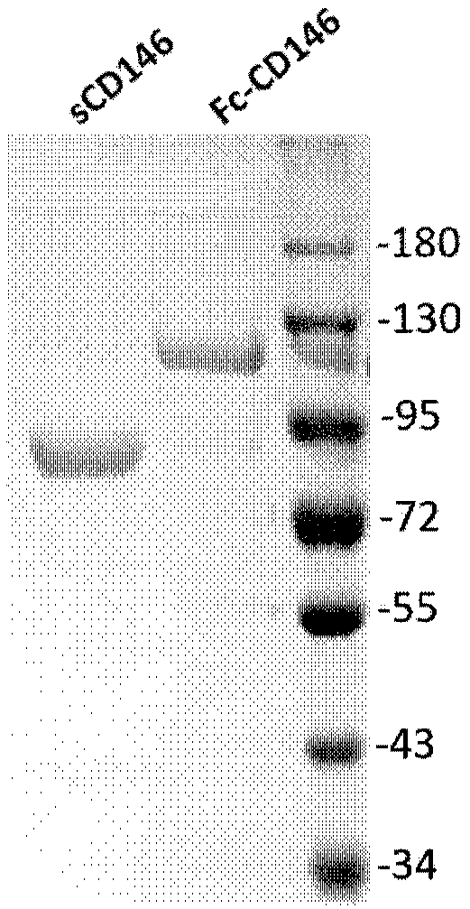 Application of soluble CD146 as blood-brain barrier injury marker in central nervous system diseases