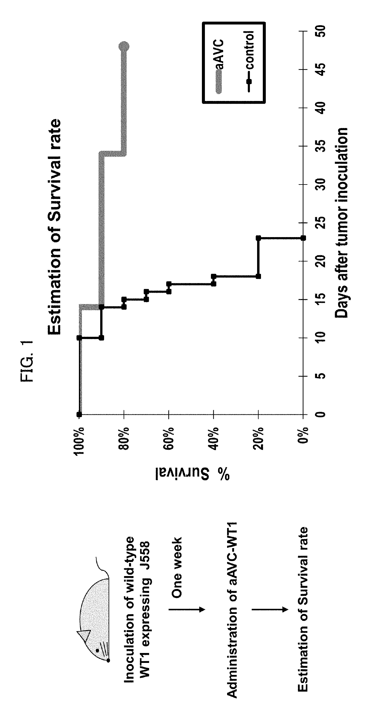 Cell for immunotherapy, including modified nucleic acid construct encoding Wilms tumor gene product