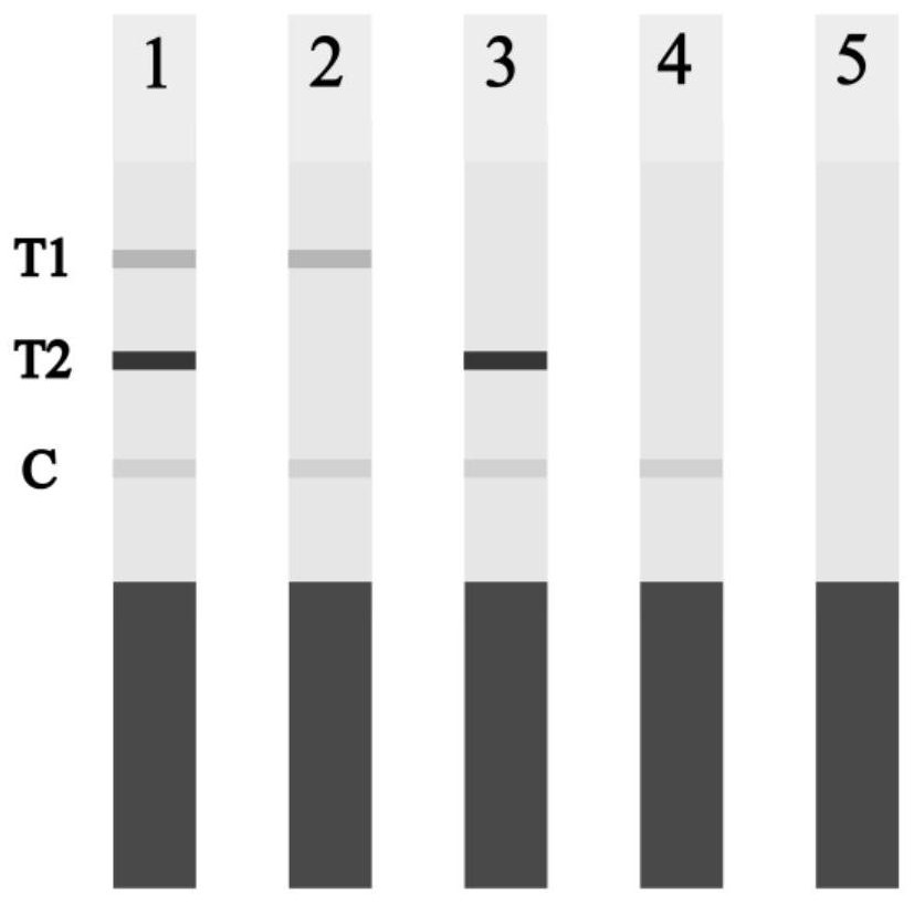 Aggregation-induced emission immunochromatography kit for detecting two nitrofuran metabolites and application thereof