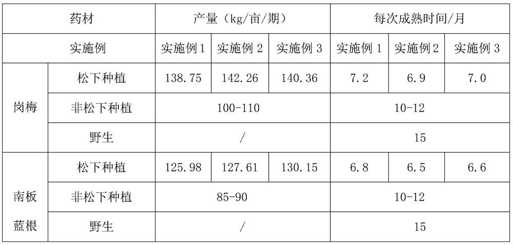 Method for planting traditional Chinese medicinal material roughhaired holly and interplanting baphicacanthus cusia under pine trees