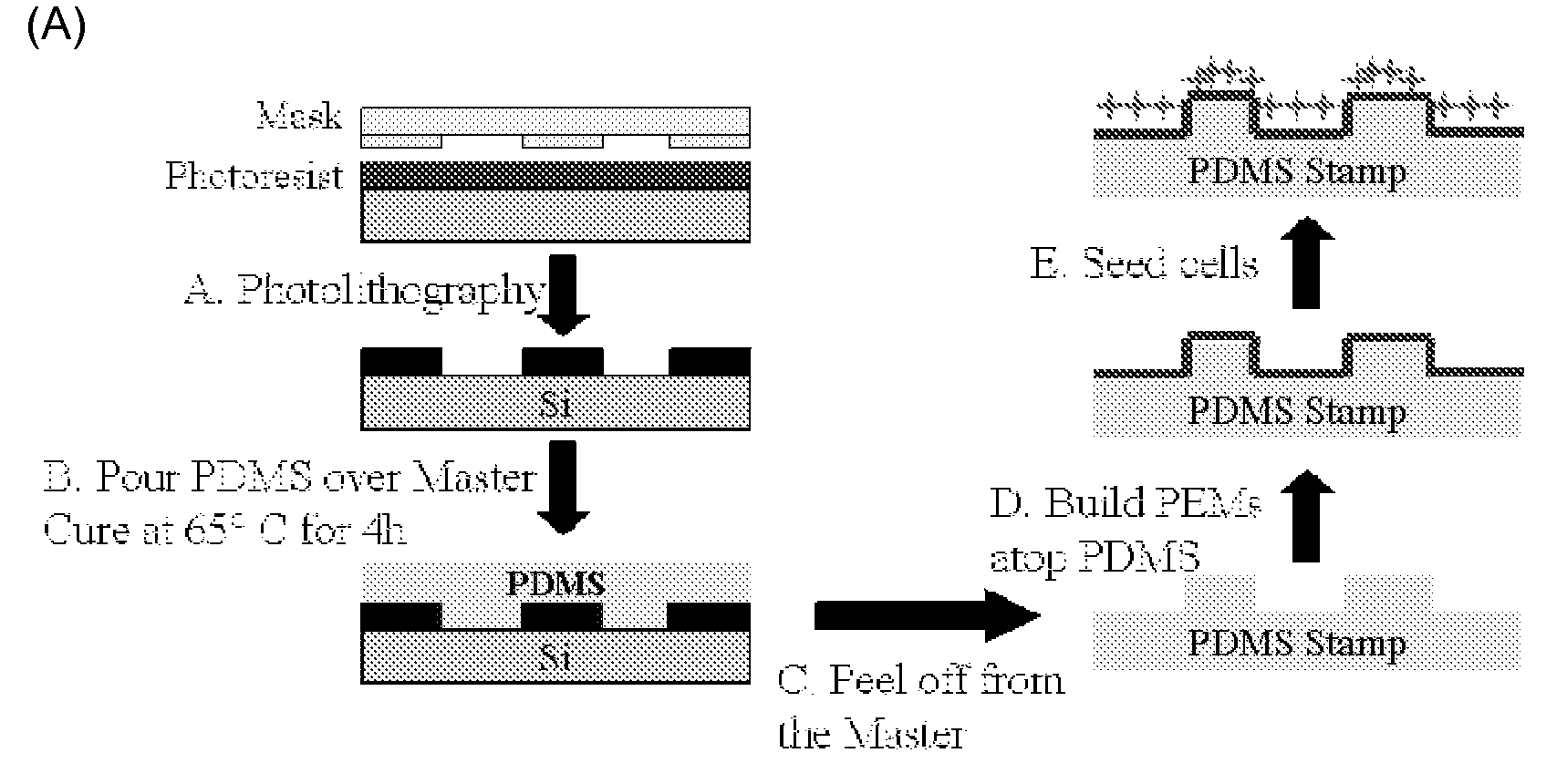 Cell adhesion on surfaces of varying topographies