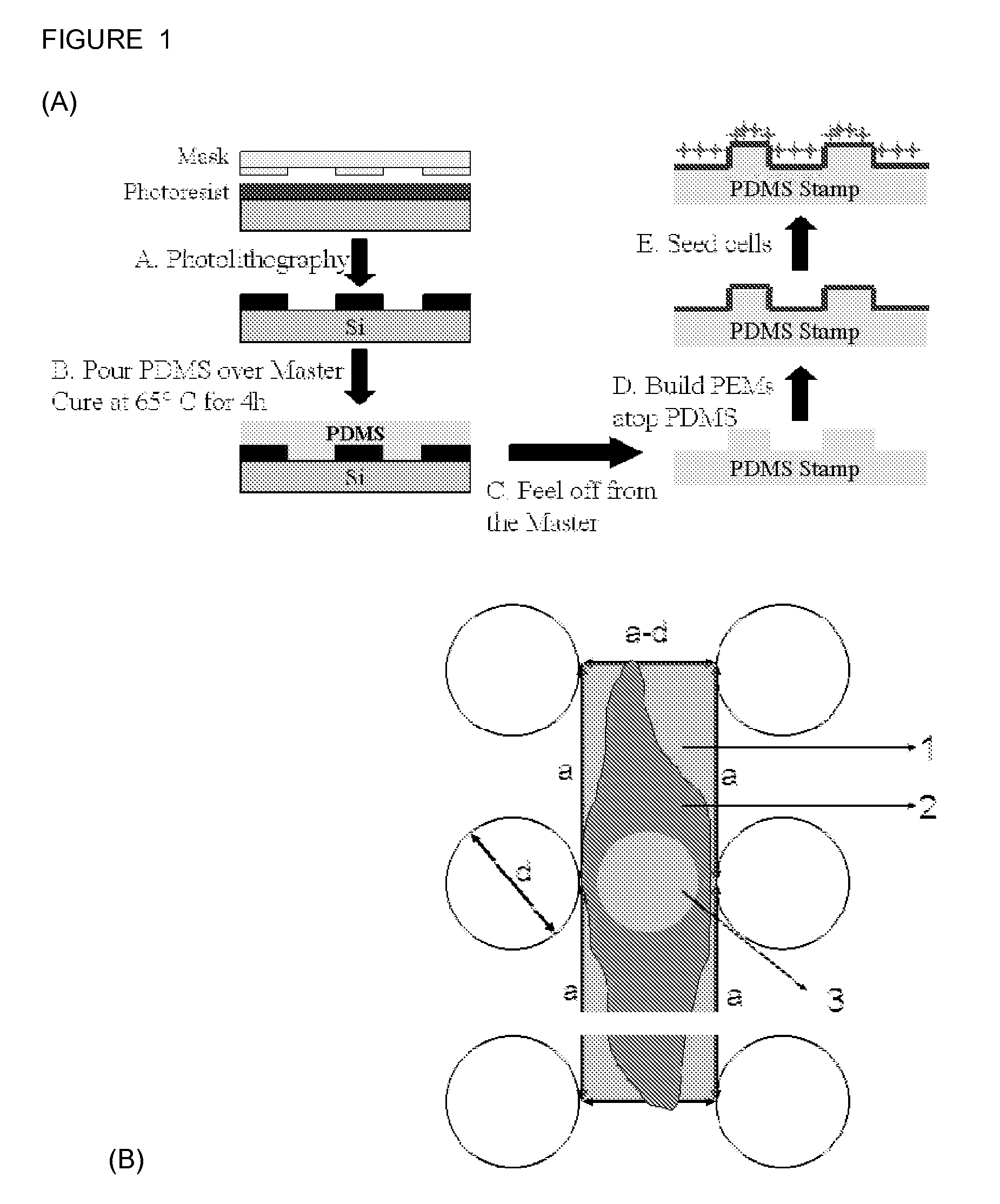 Cell adhesion on surfaces of varying topographies