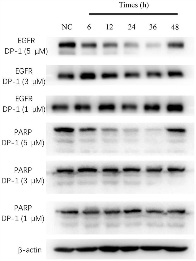 Compound for simultaneously inducing EGFR and PARP protein degradation as well as preparation method and application thereof