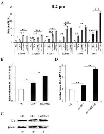 Activated siRNA able to enhance gene expression