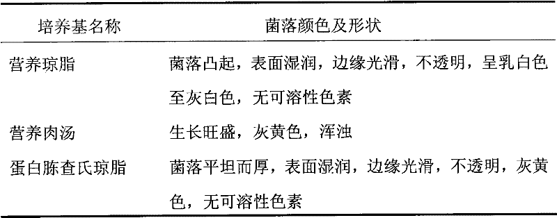 Bacillus subtilis strain and application thereof in synthesis of iminodiacetic acid