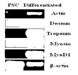 Sub-totipotent stem cell, preparation method and application thereof