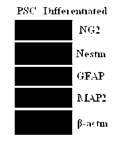 Sub-totipotent stem cell, preparation method and application thereof