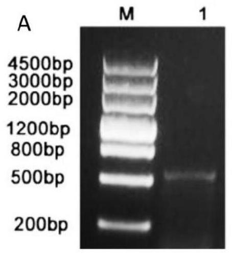 Transgenic plant and preparation method thereof