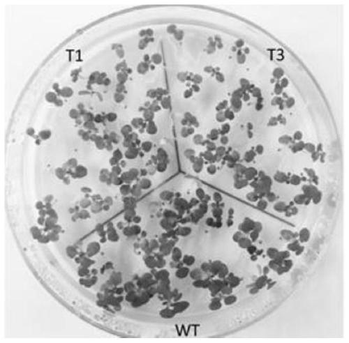 Transgenic plant and preparation method thereof