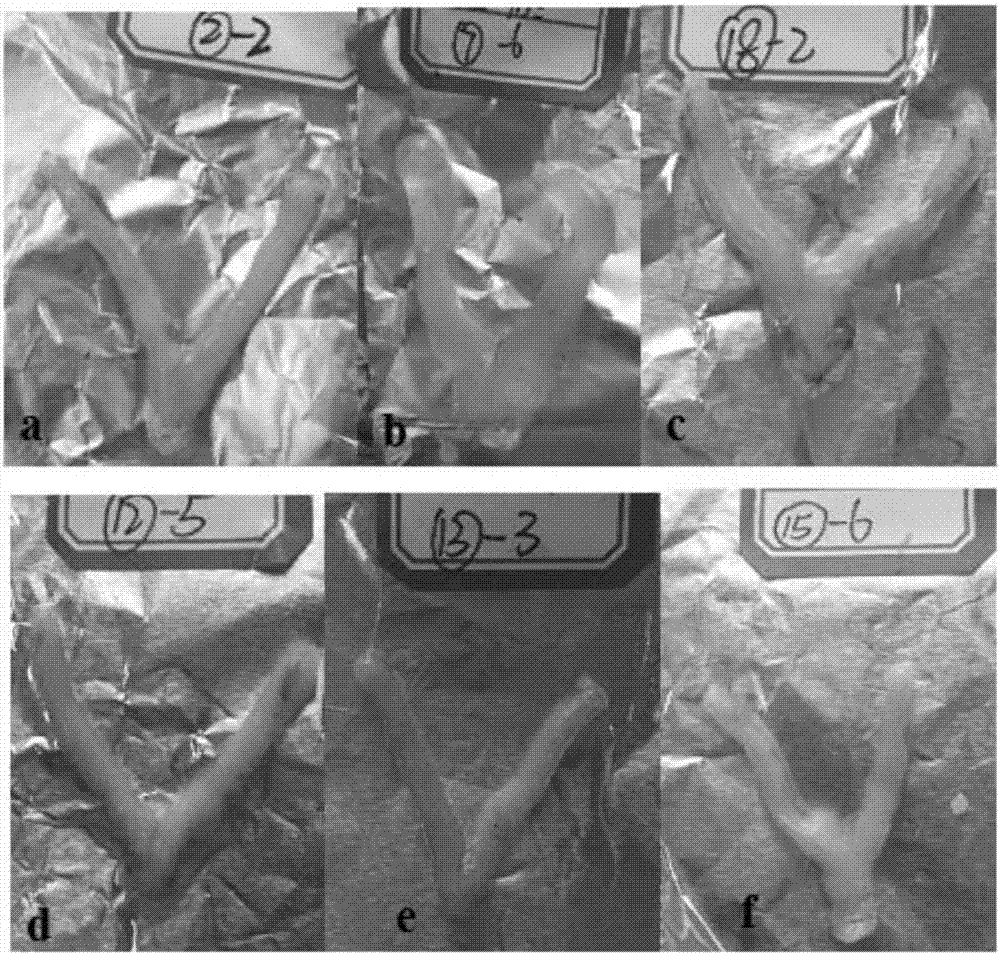 Establishing method of qi-stagnancy and blood stasis uterus myoma model