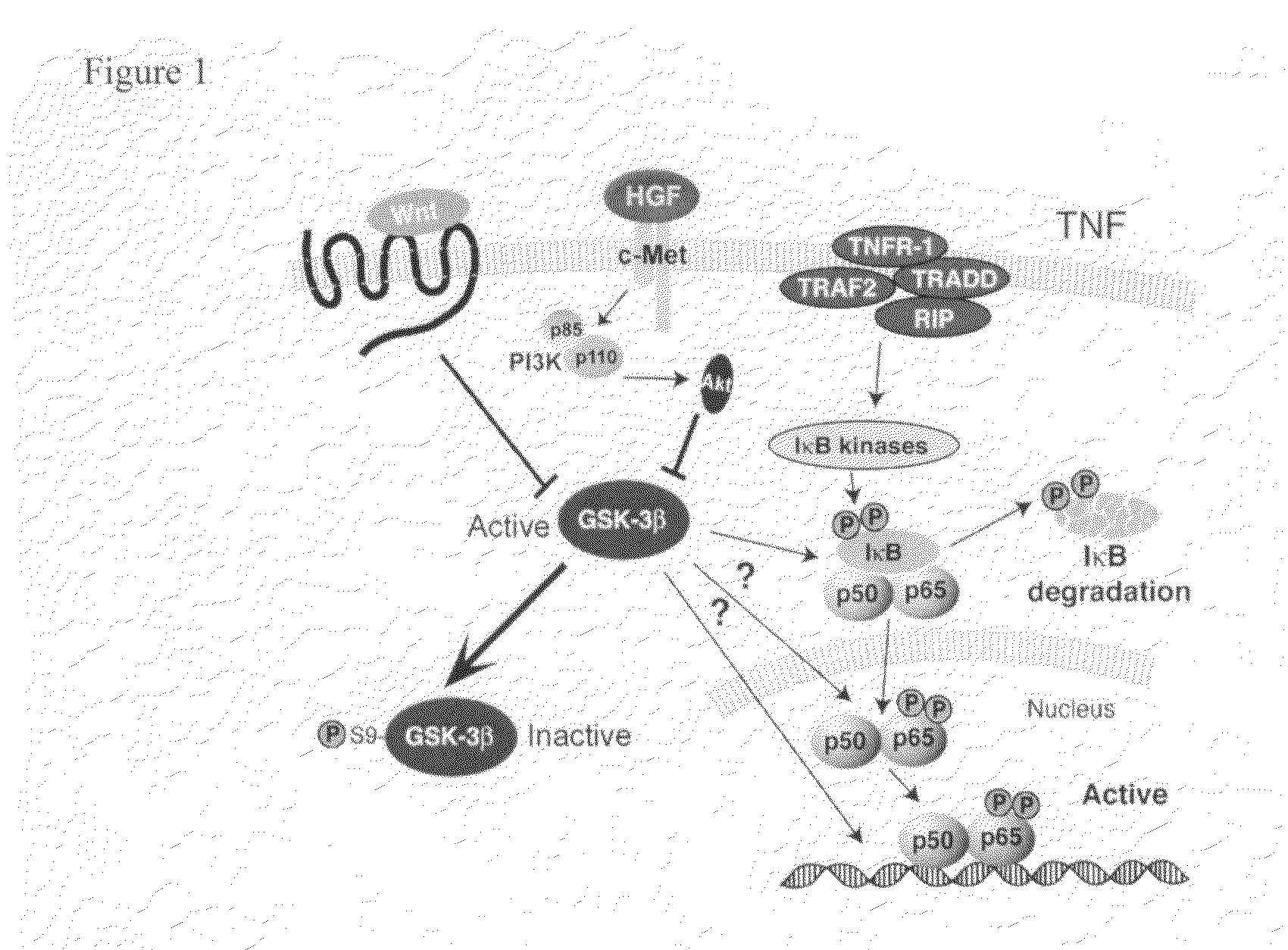 Compositions and methods for detecting and treating renal injury and inflammation