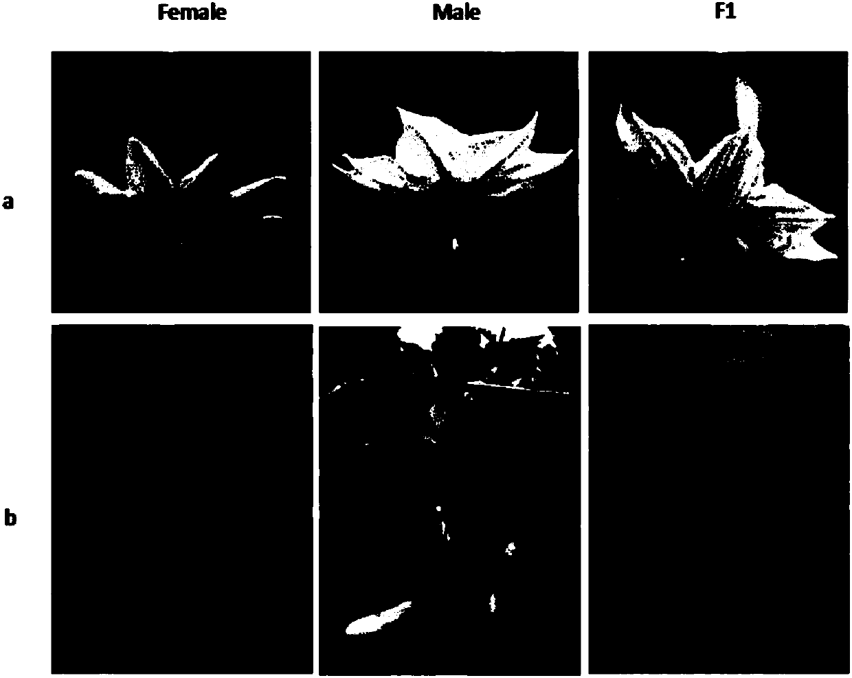 InDel molecular marker closely linked with epistatic gene P of eggplant fruit color and application of InDel molecular marker