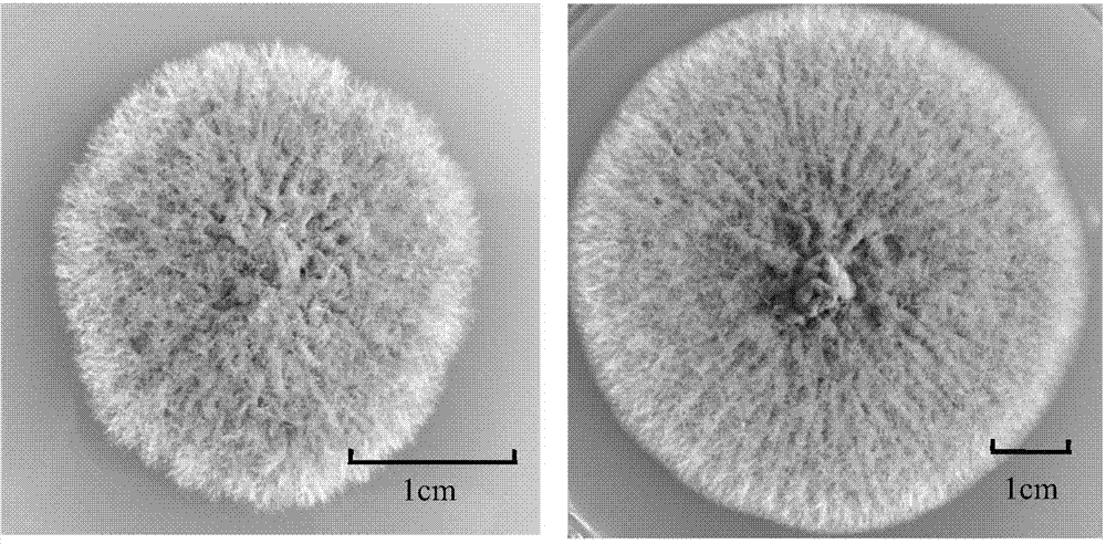 Monascus purpureus M-24 bacterial strain and application thereof for preparation of Monacolin K