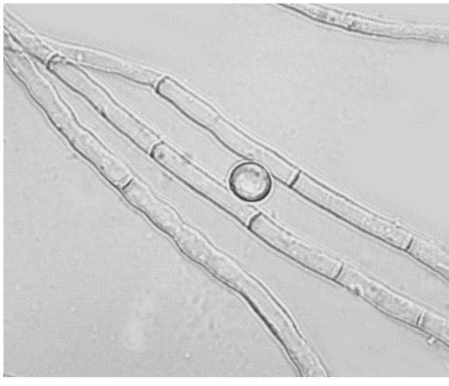 Monascus purpureus M-24 bacterial strain and application thereof for preparation of Monacolin K