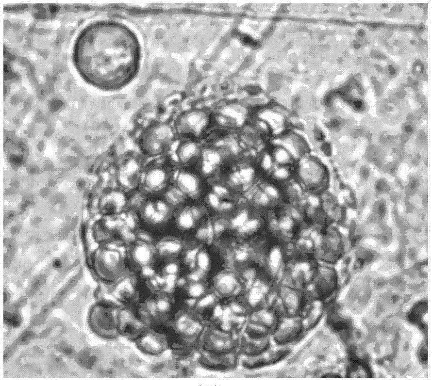 Monascus purpureus M-24 bacterial strain and application thereof for preparation of Monacolin K