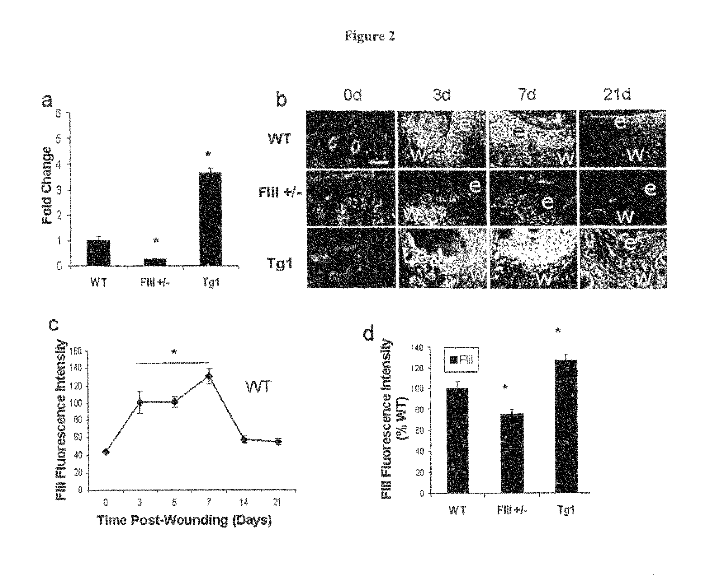 Methods and compositions for modulating wound repair