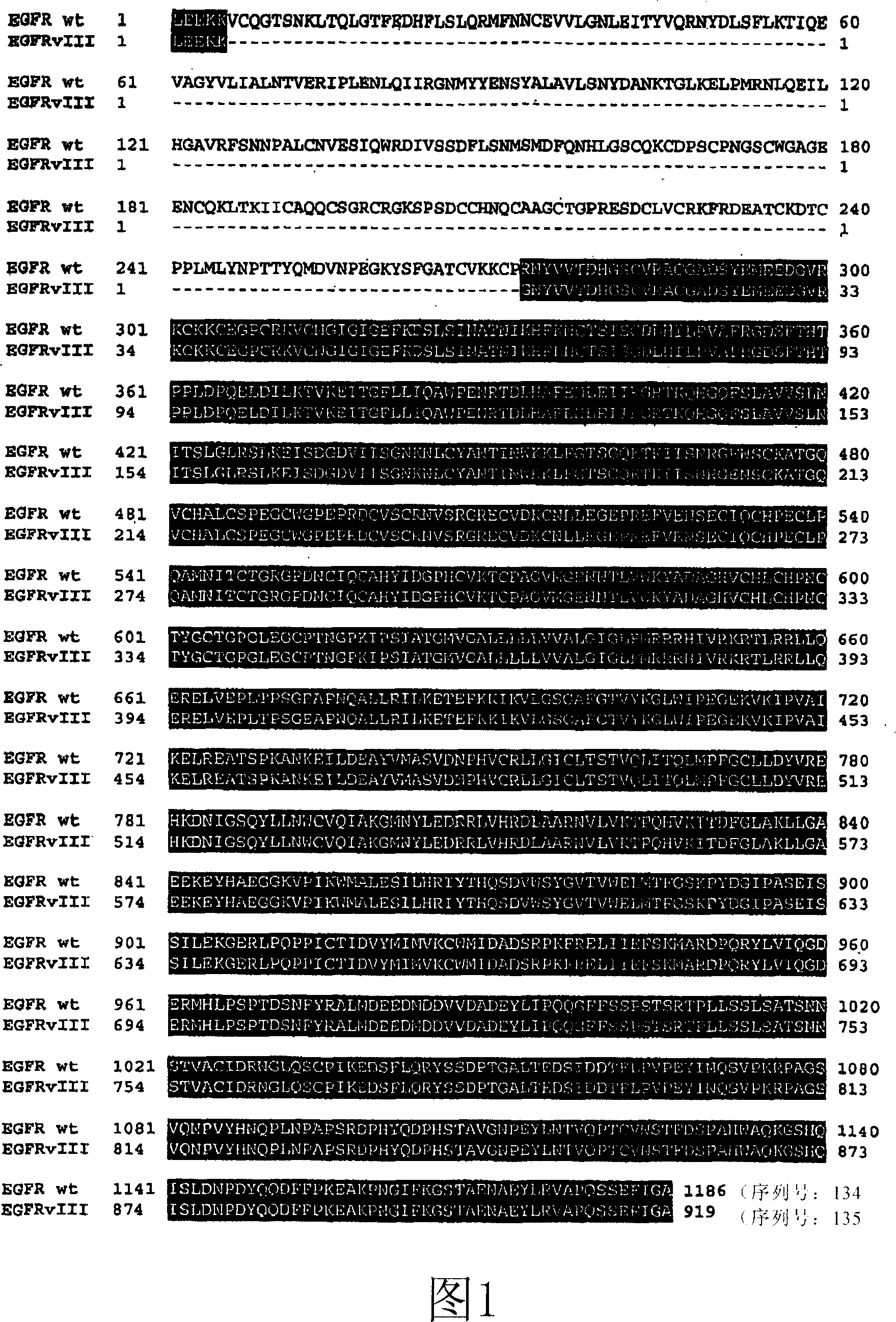 Antibodies directed to the deletion mutants of epidermal growth factor receptor and uses thereof