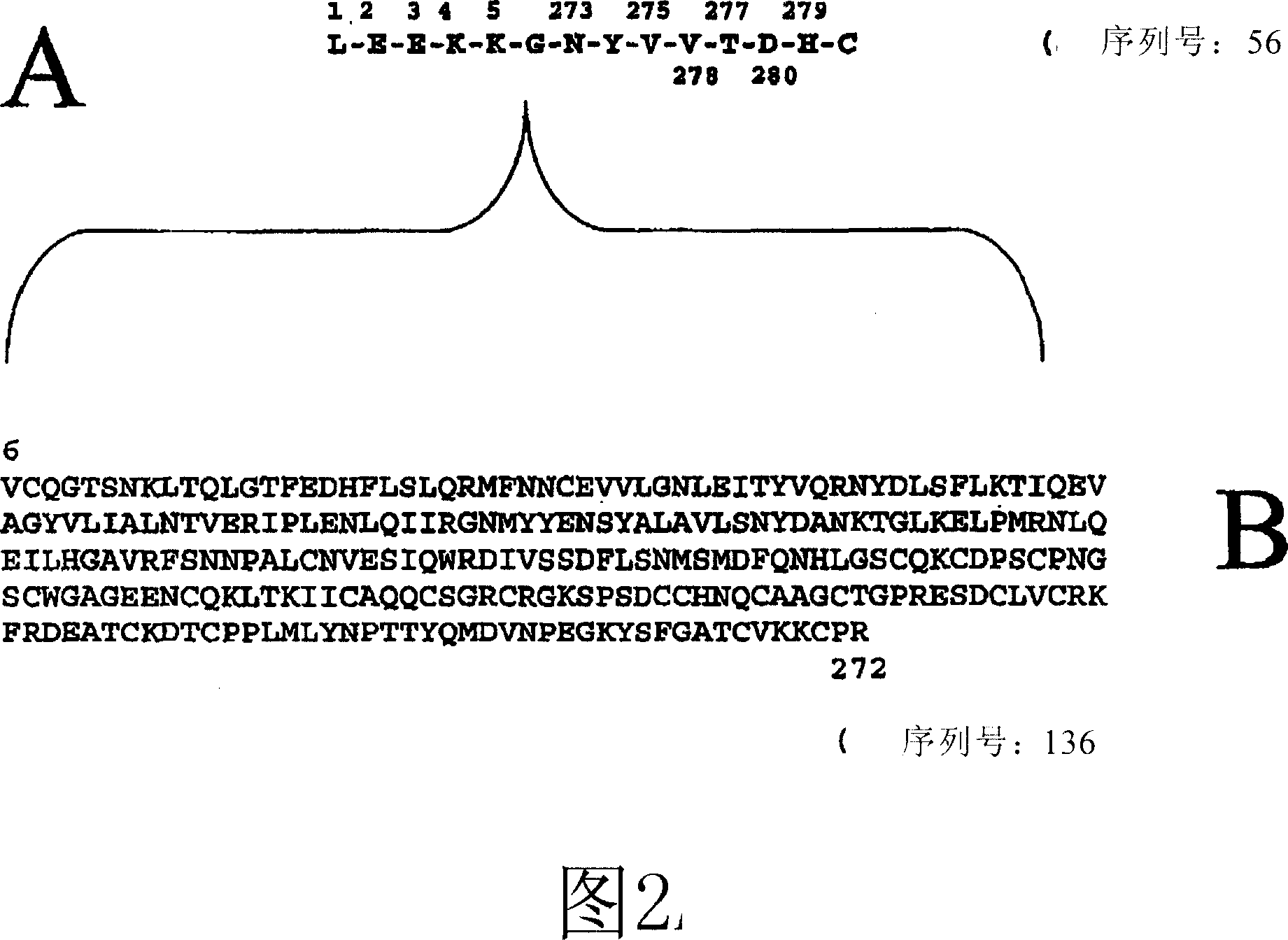 Antibodies directed to the deletion mutants of epidermal growth factor receptor and uses thereof