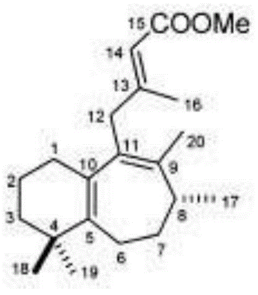 Application of Scopariusins in preparation of antihuman fungal medicines