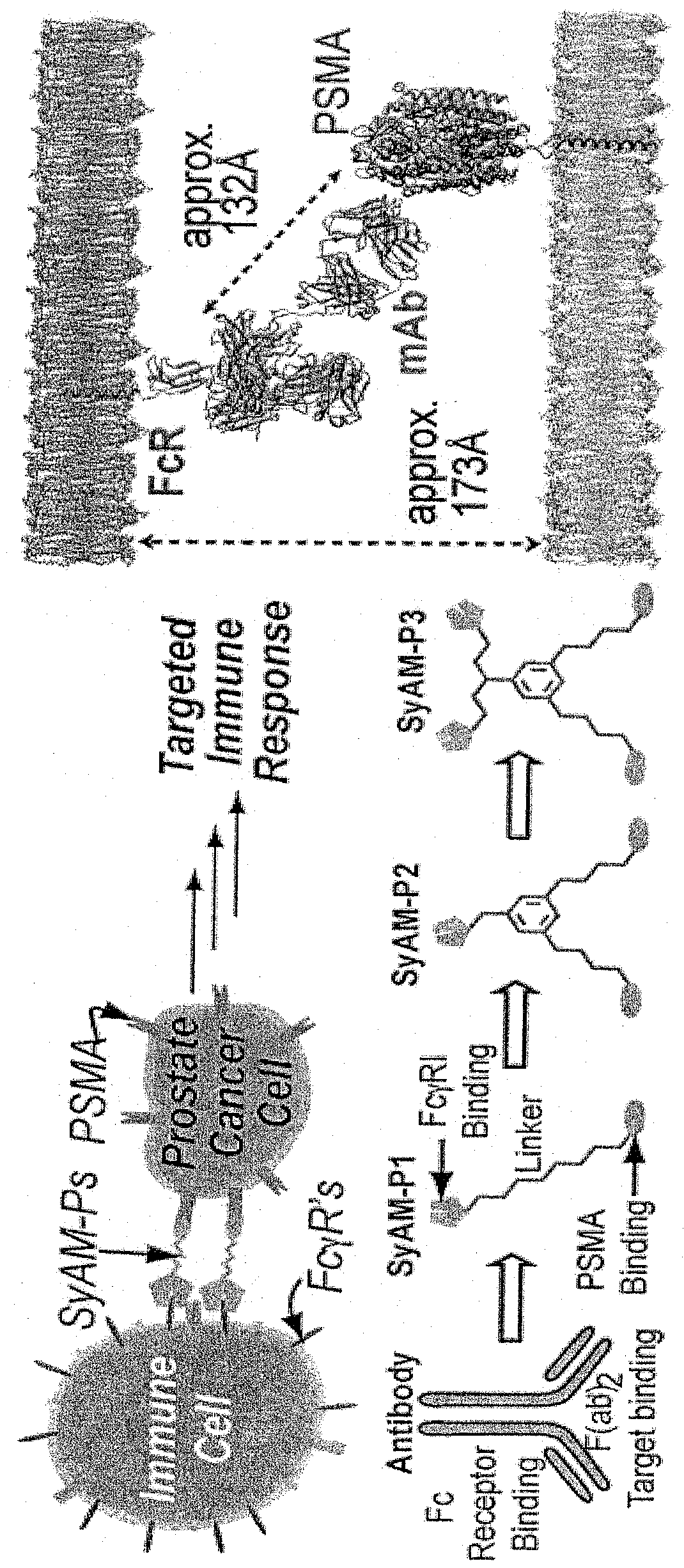 Synthetic antibody mimetic compounds (SYAMS) targeting cancer, especially prostate cancer