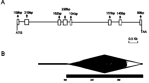 Silkworm PABP (polyadenylic acid bonding protein) bonding protein interacting factor gene BmPaip1 as well as recombinant expression vector and application thereof