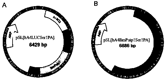 Silkworm PABP (polyadenylic acid bonding protein) bonding protein interacting factor gene BmPaip1 as well as recombinant expression vector and application thereof