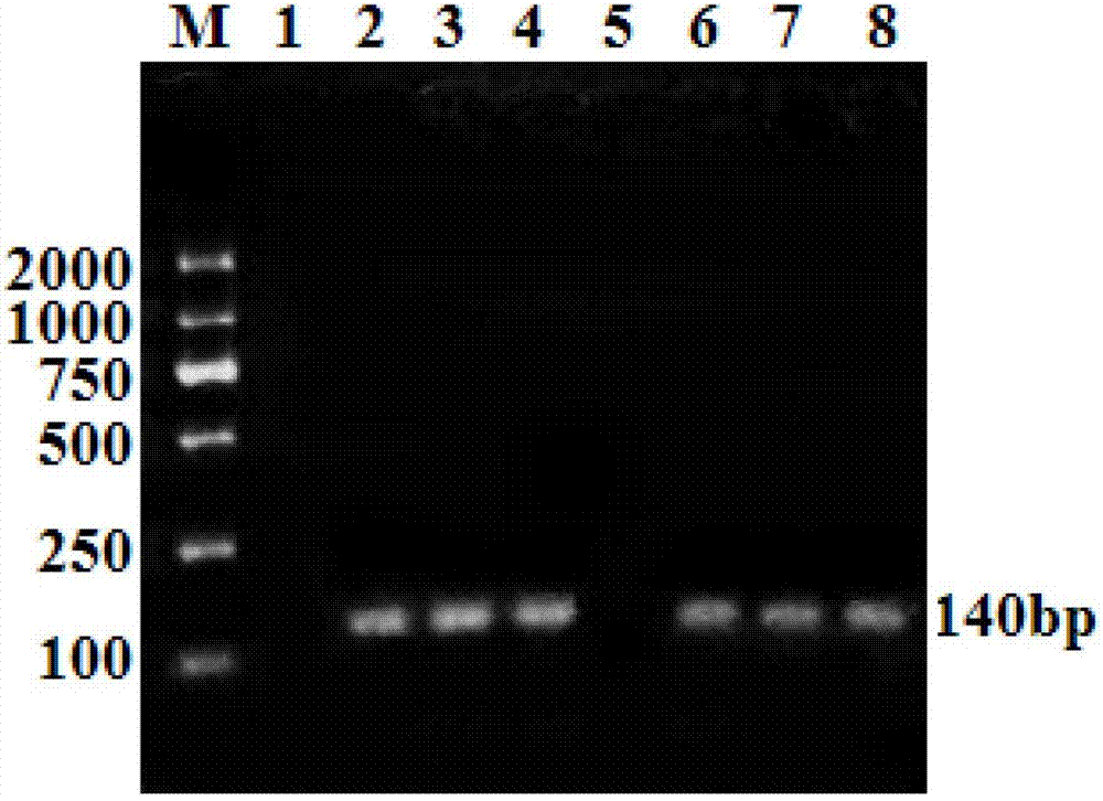 Kit for simply, conveniently and rapidly detecting sheep multifetal gene BMPR-IB (bone morphogenetic protein receptor IB)