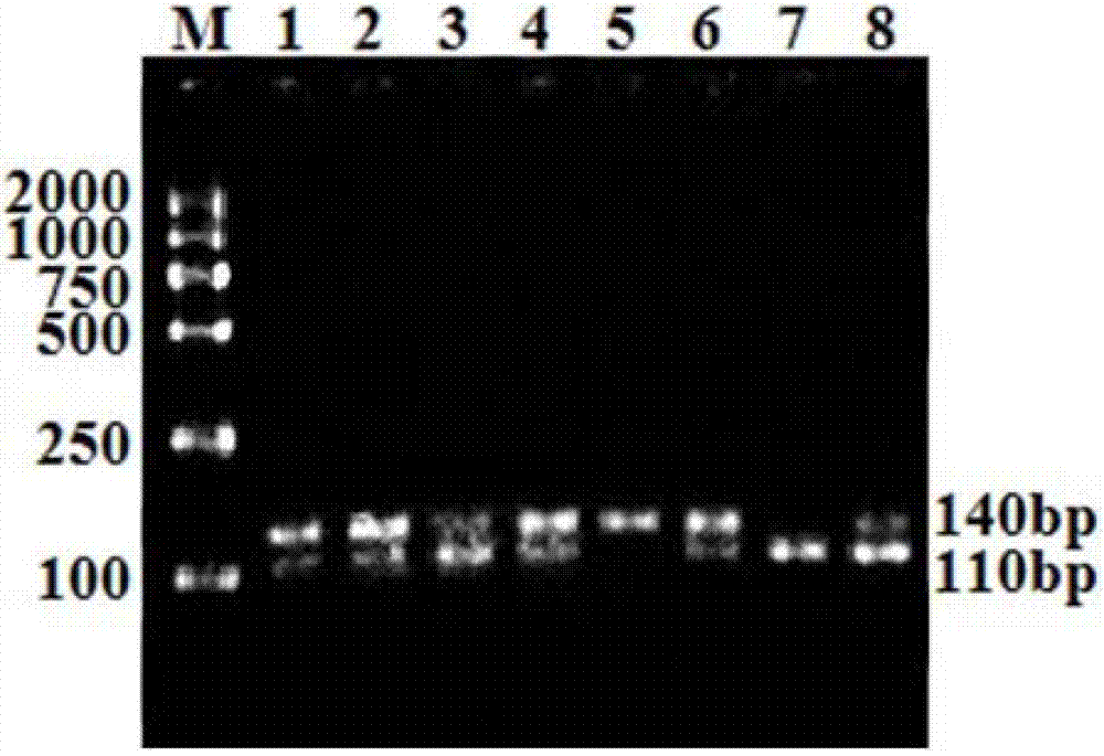 Kit for simply, conveniently and rapidly detecting sheep multifetal gene BMPR-IB (bone morphogenetic protein receptor IB)