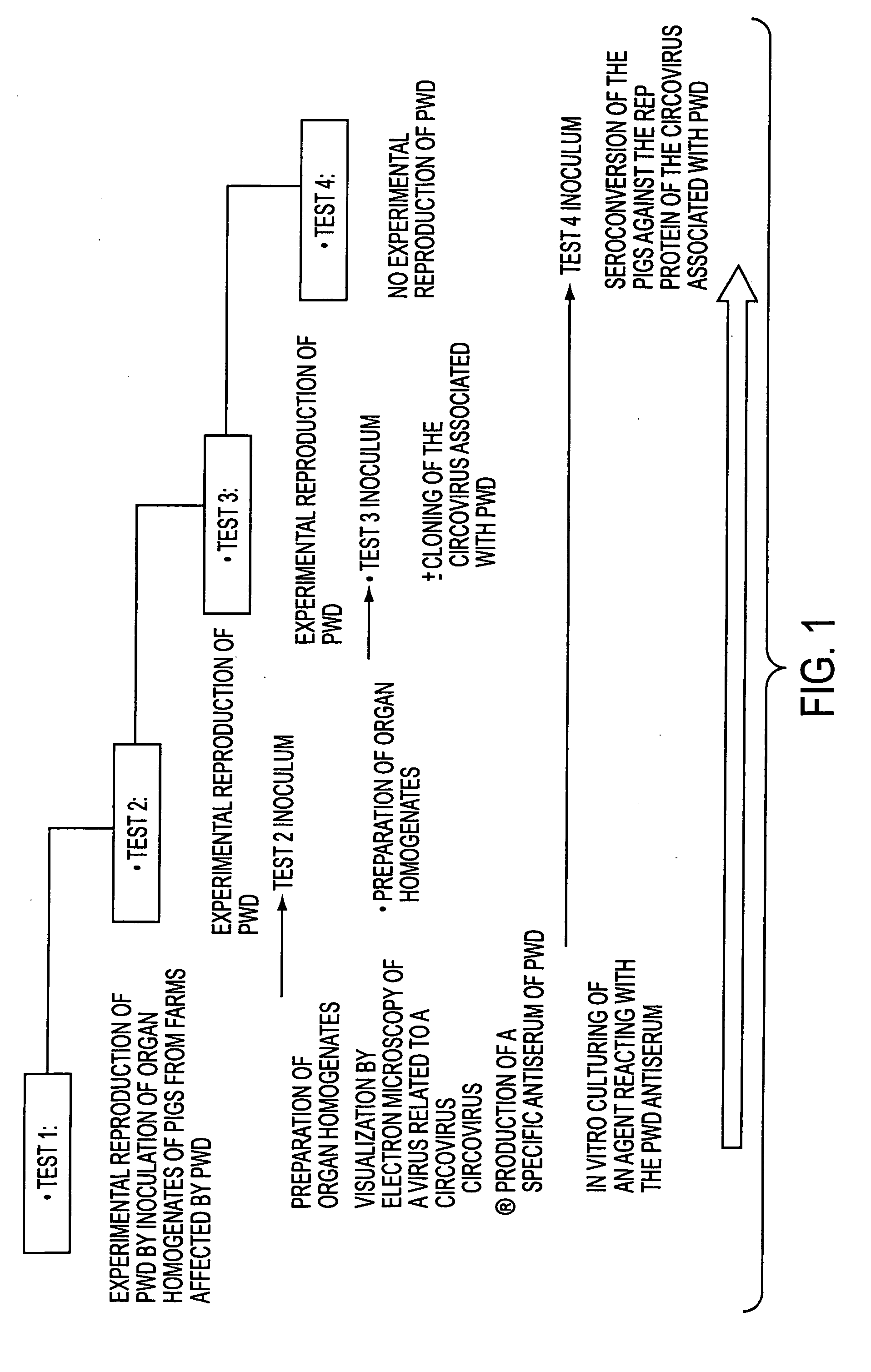 Circovirus sequences associated with piglet weight loss disease (PWD)