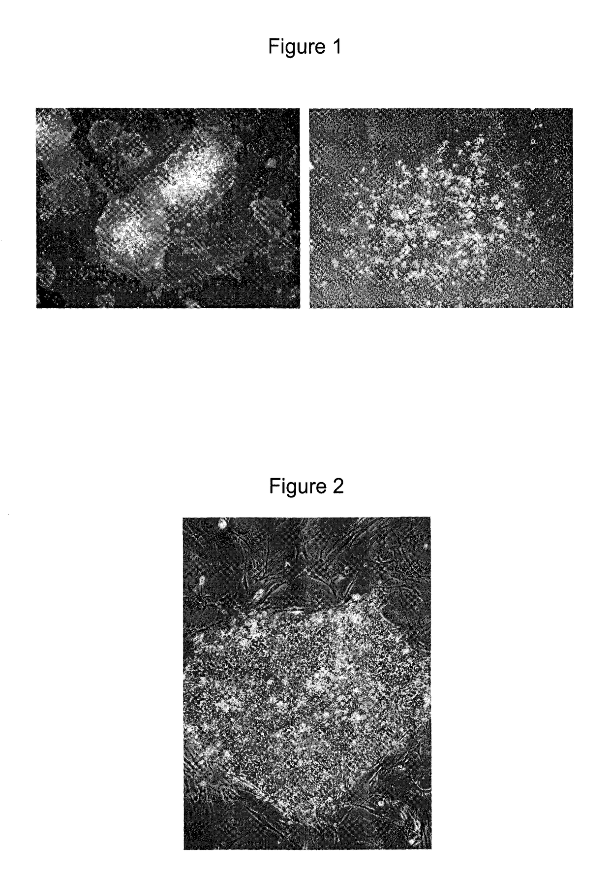 Method of differentiating stem cells