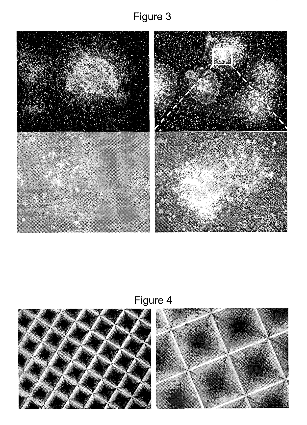 Method of differentiating stem cells