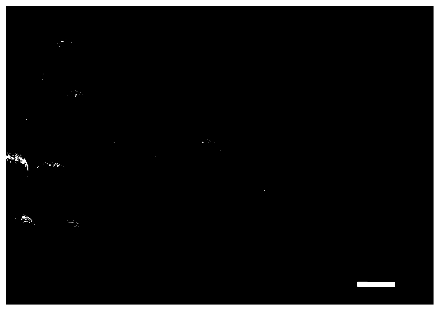 Rare earth oxide doped gadolinium zirconate powder for plasma physical vapor deposition and preparation method thereof