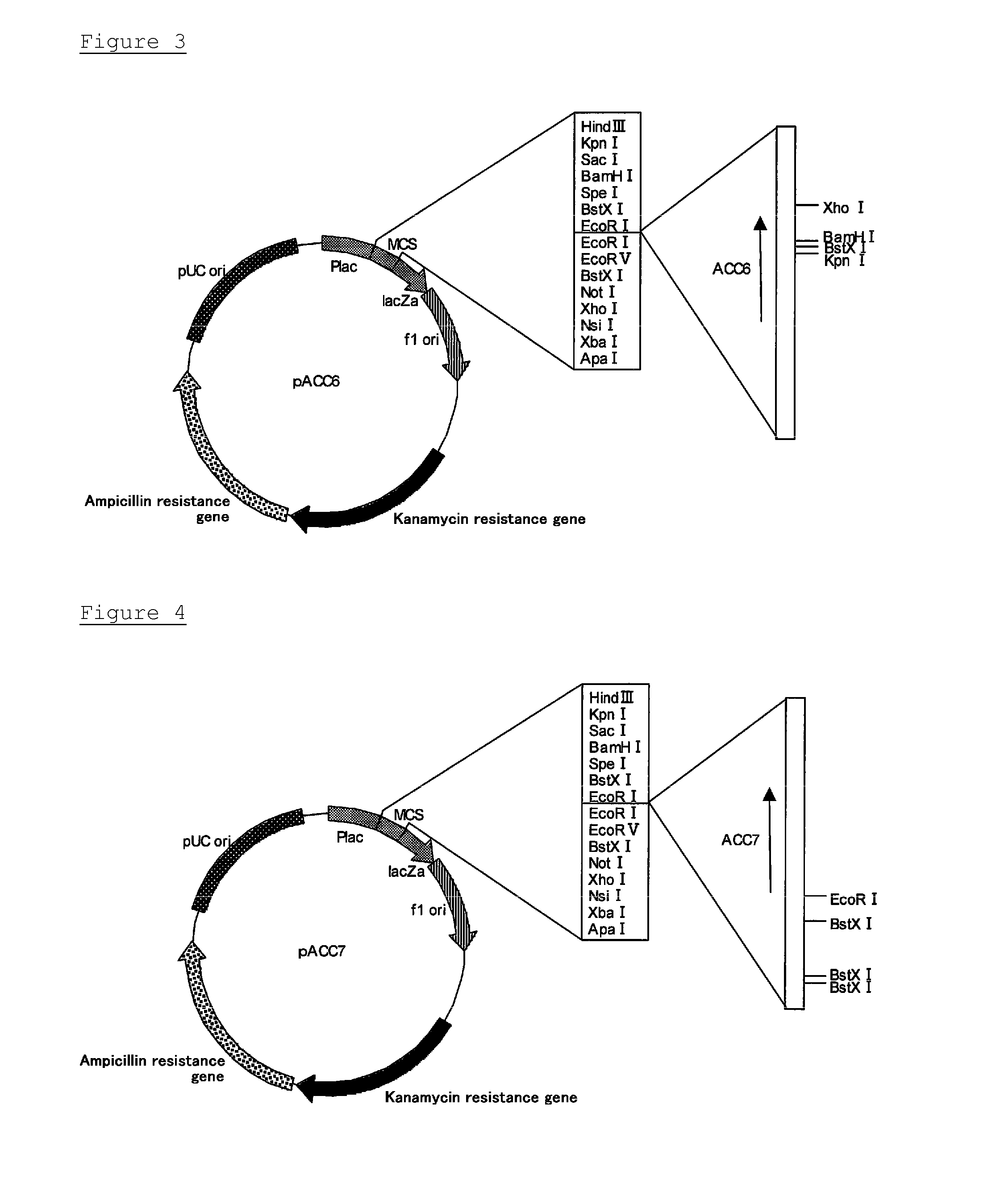 Novel cellulase gene