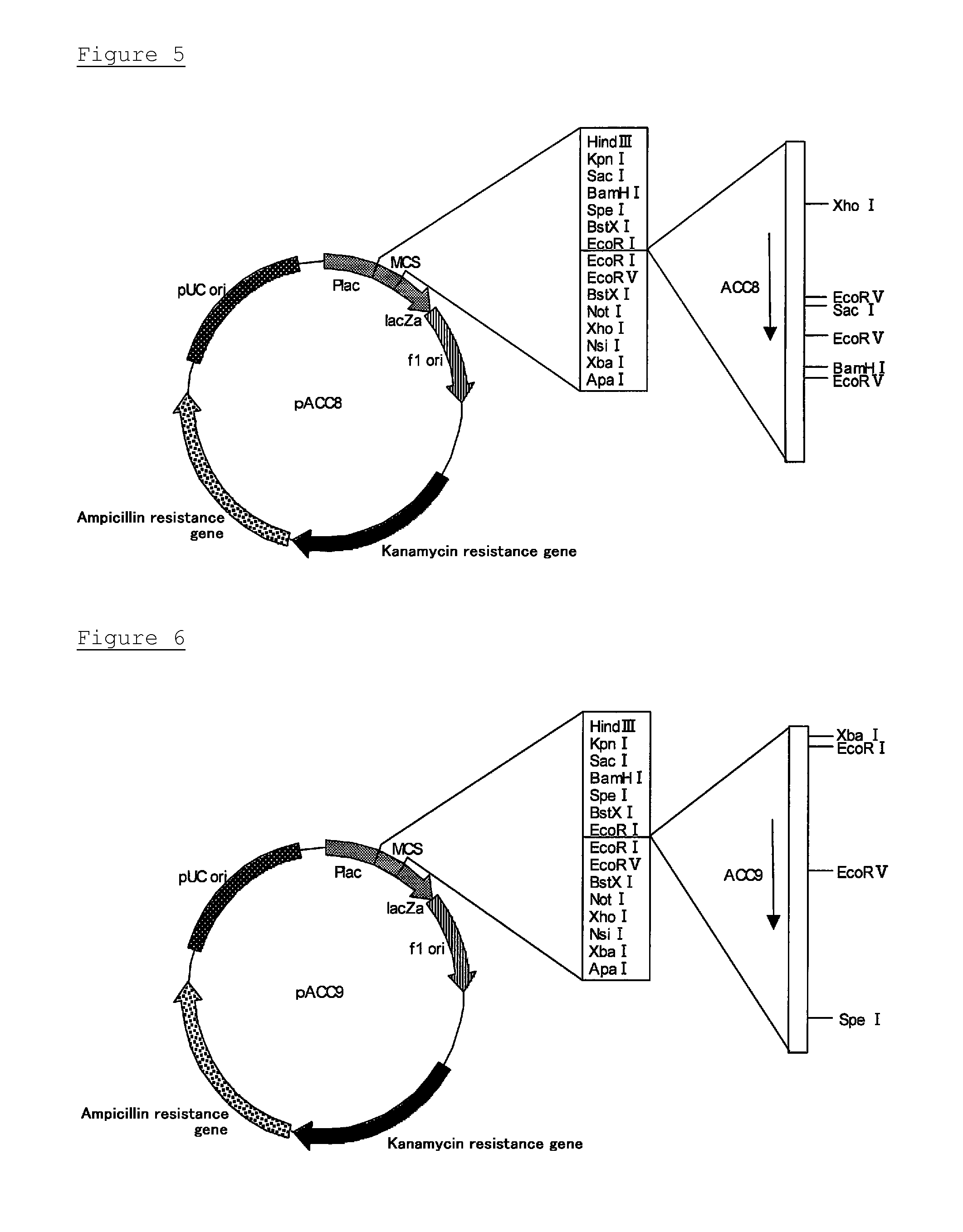 Novel cellulase gene