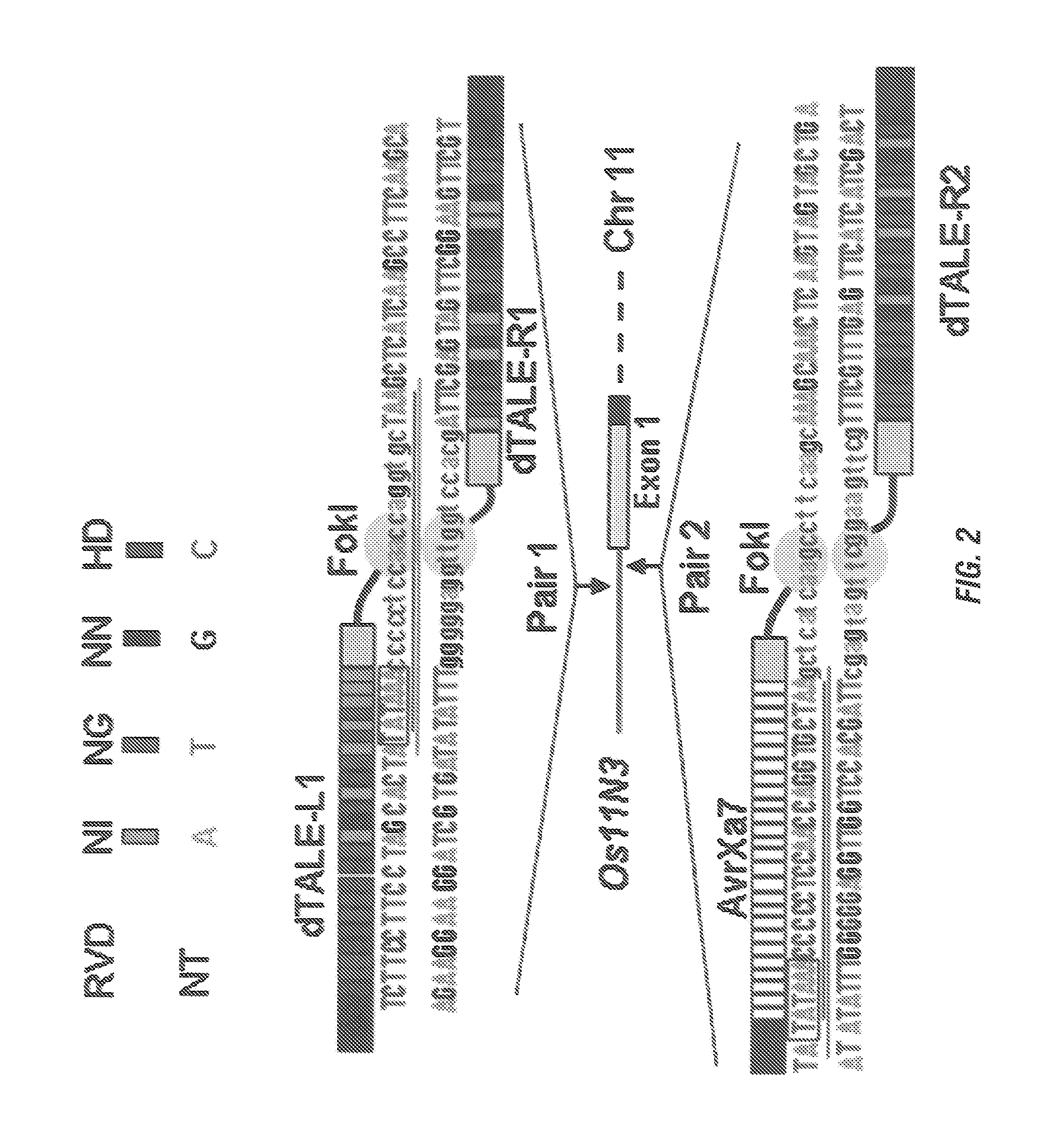 Genetically modified plants with resistance to xanthomonas and other bacterial plant pathogens