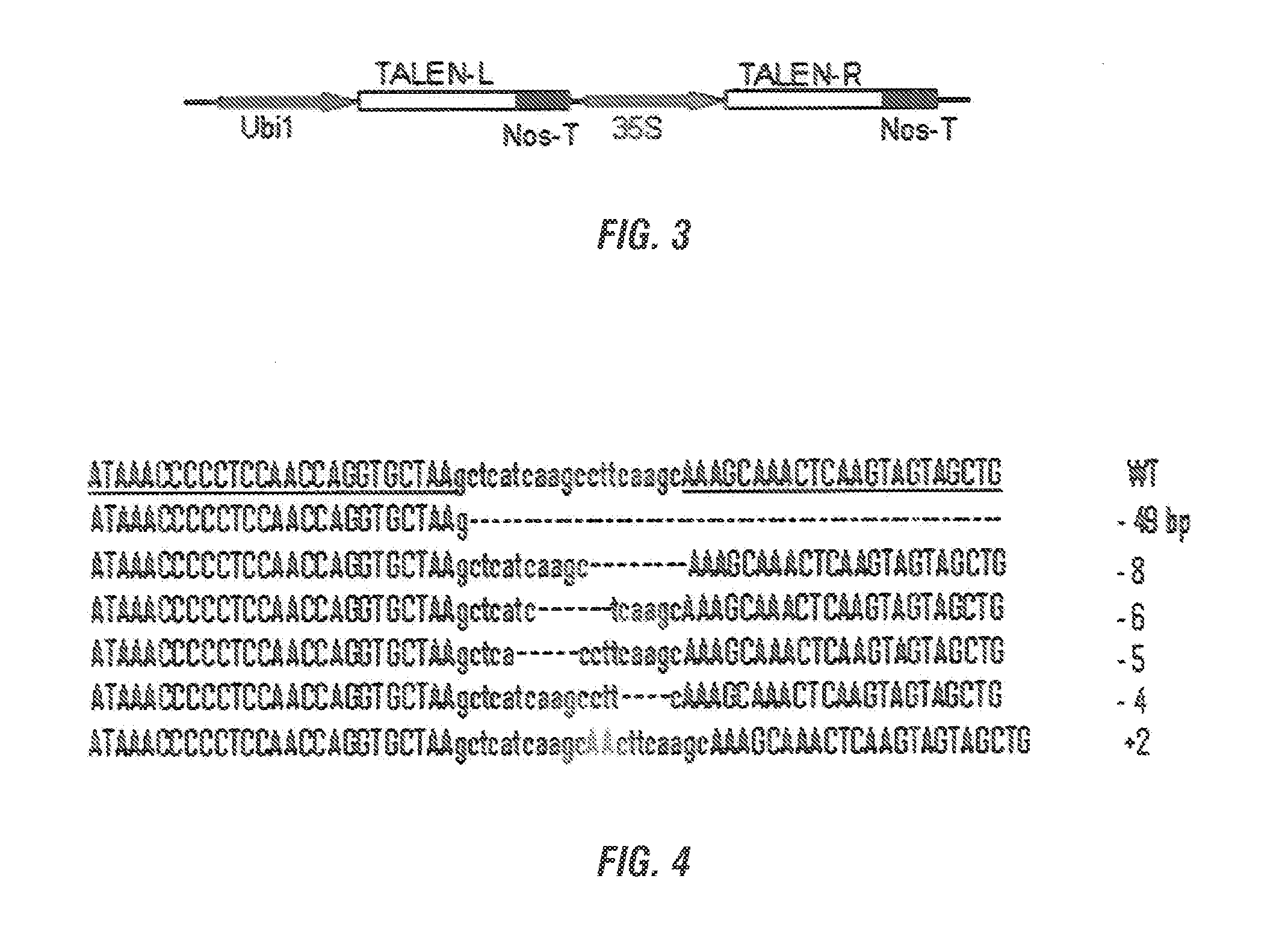 Genetically modified plants with resistance to xanthomonas and other bacterial plant pathogens