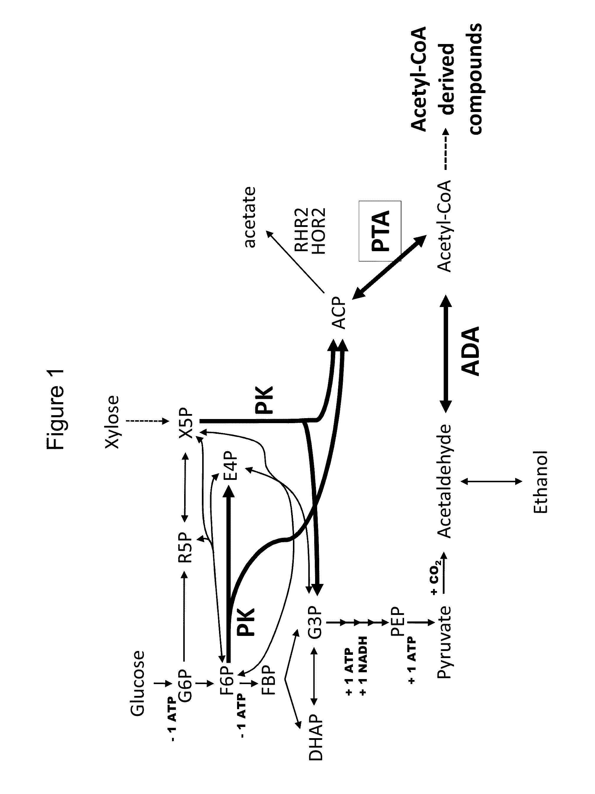 Use of phosphoketolase and phosphotransacetylase for production of acetyl-coenzyme A derived compounds