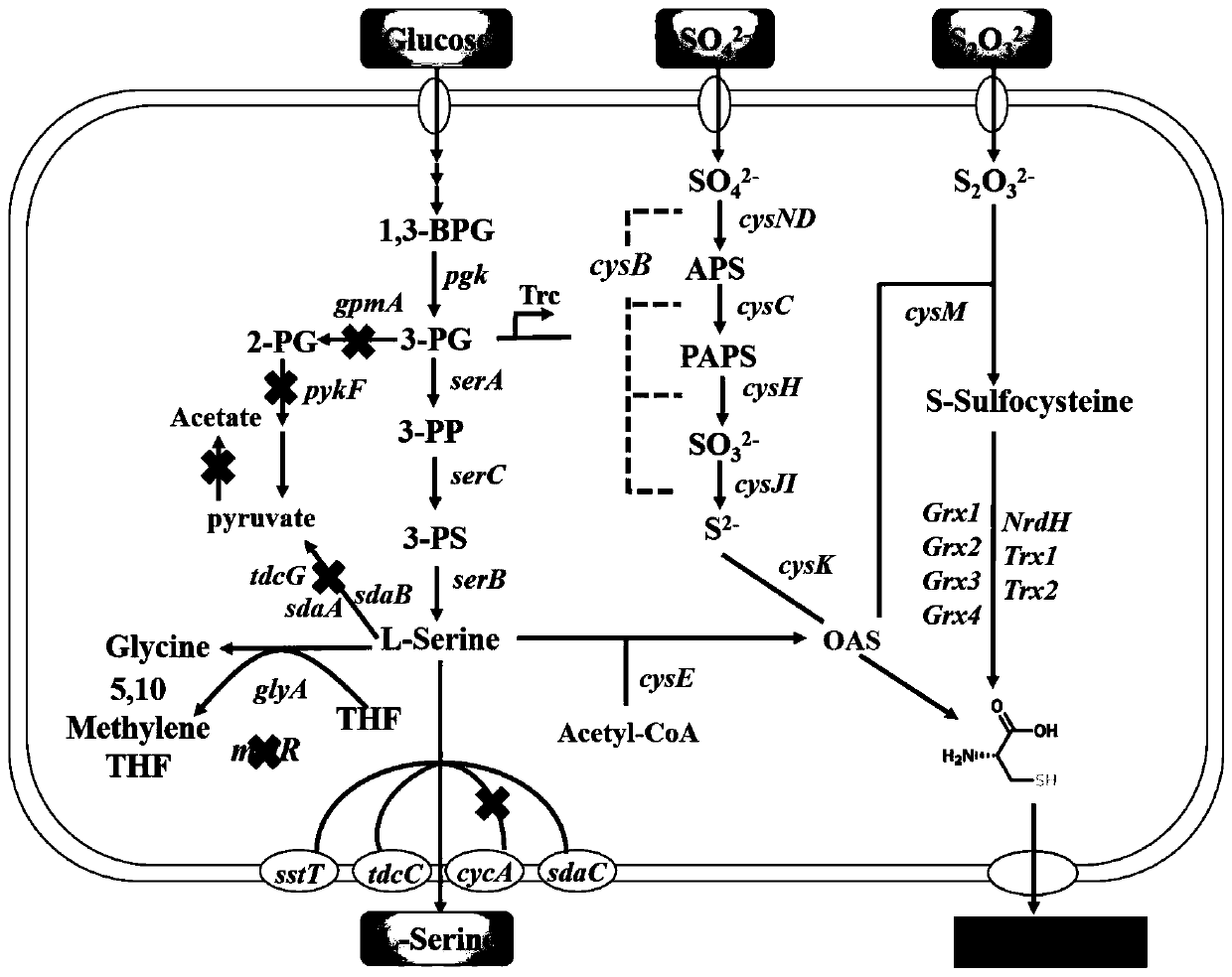 Genetically engineered bacterium for high yield of L-cysteine, construction method and application