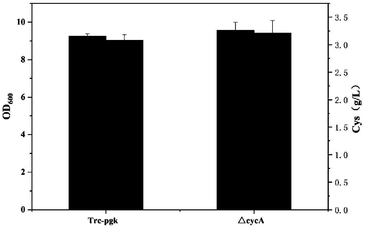 Genetically engineered bacterium for high yield of L-cysteine, construction method and application