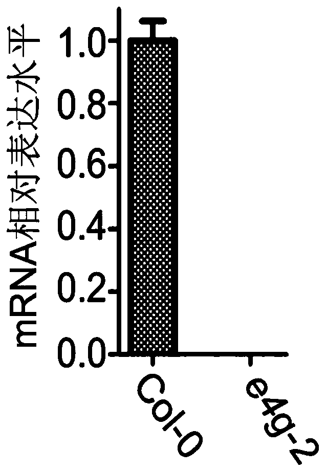 Application of eif4g protein in regulation of plant tolerance to ABA