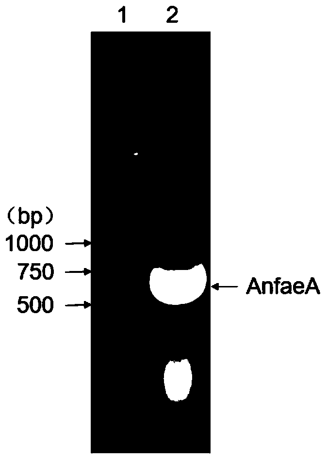 Recombinant expression strain of feruloyl esterase as well as preparation method and application of recombinant expression strain