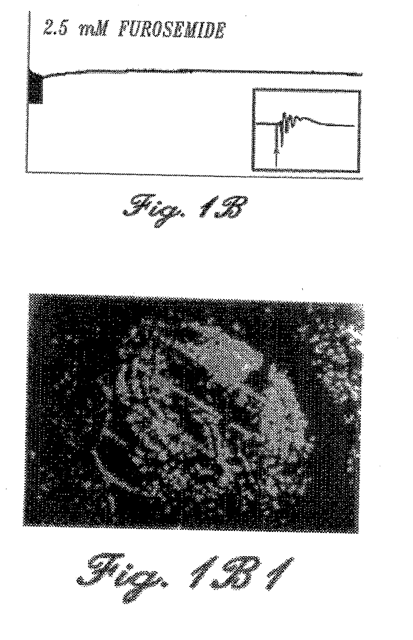 Methods and compositions for the treatment of neuropsychiatric and addictive disorders