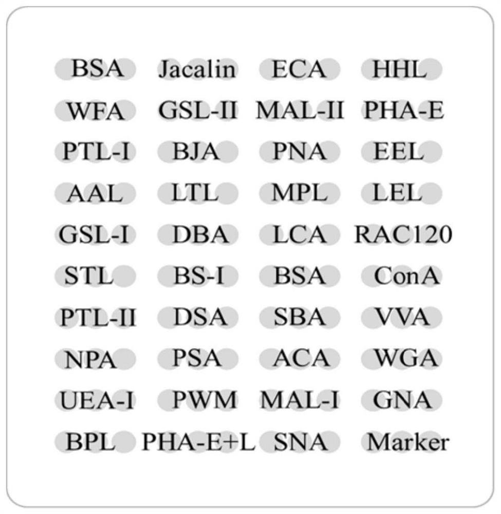 Application of lectin probe combination in identification of rat sex based on urine protein glycotype