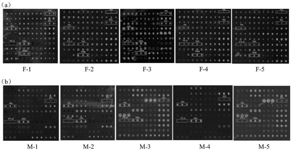 Application of lectin probe combination in identification of rat sex based on urine protein glycotype