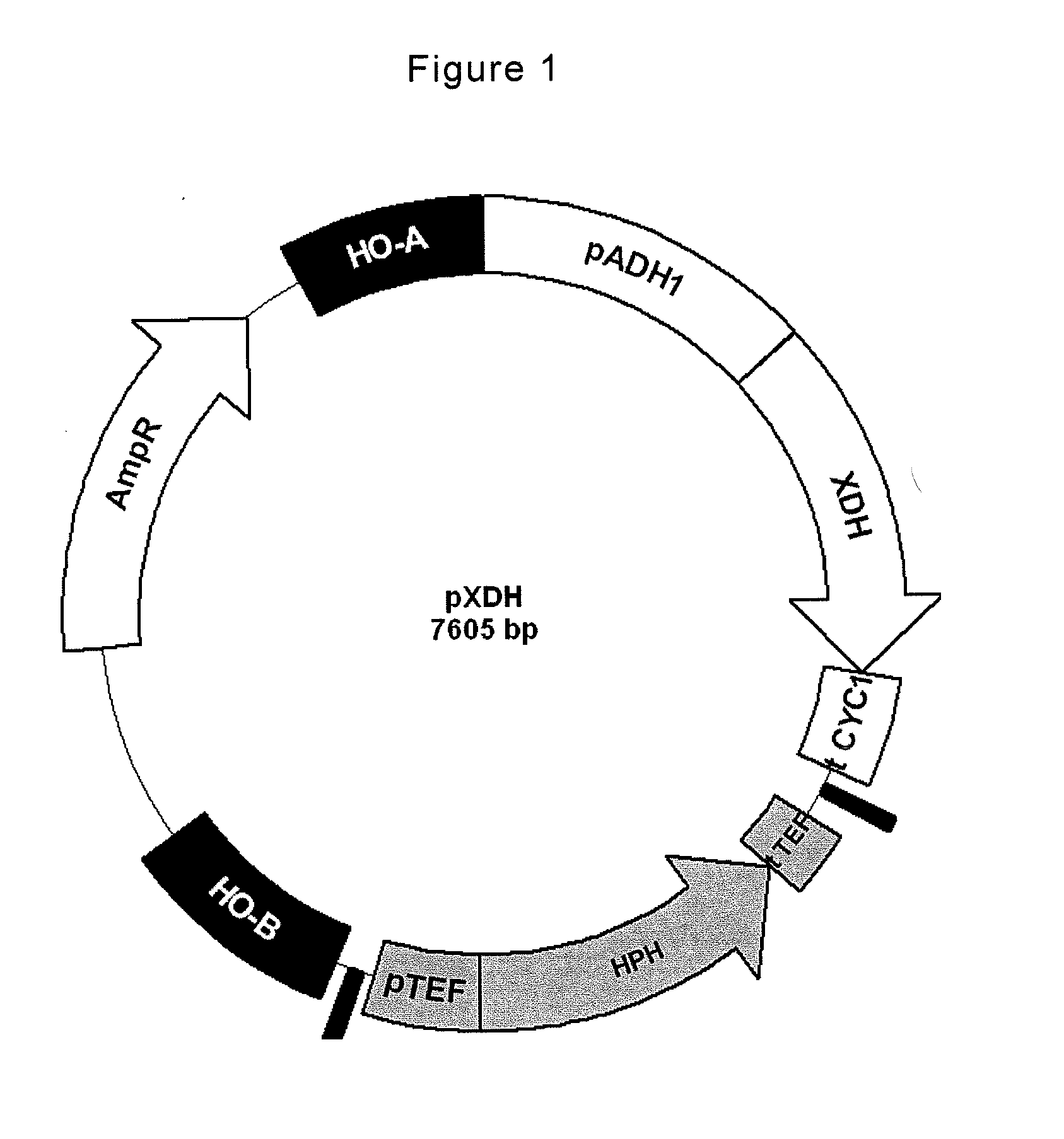 Method for preparing an industrial yeast, industrial yeast, and application to the production of ethanol from at least one pentose