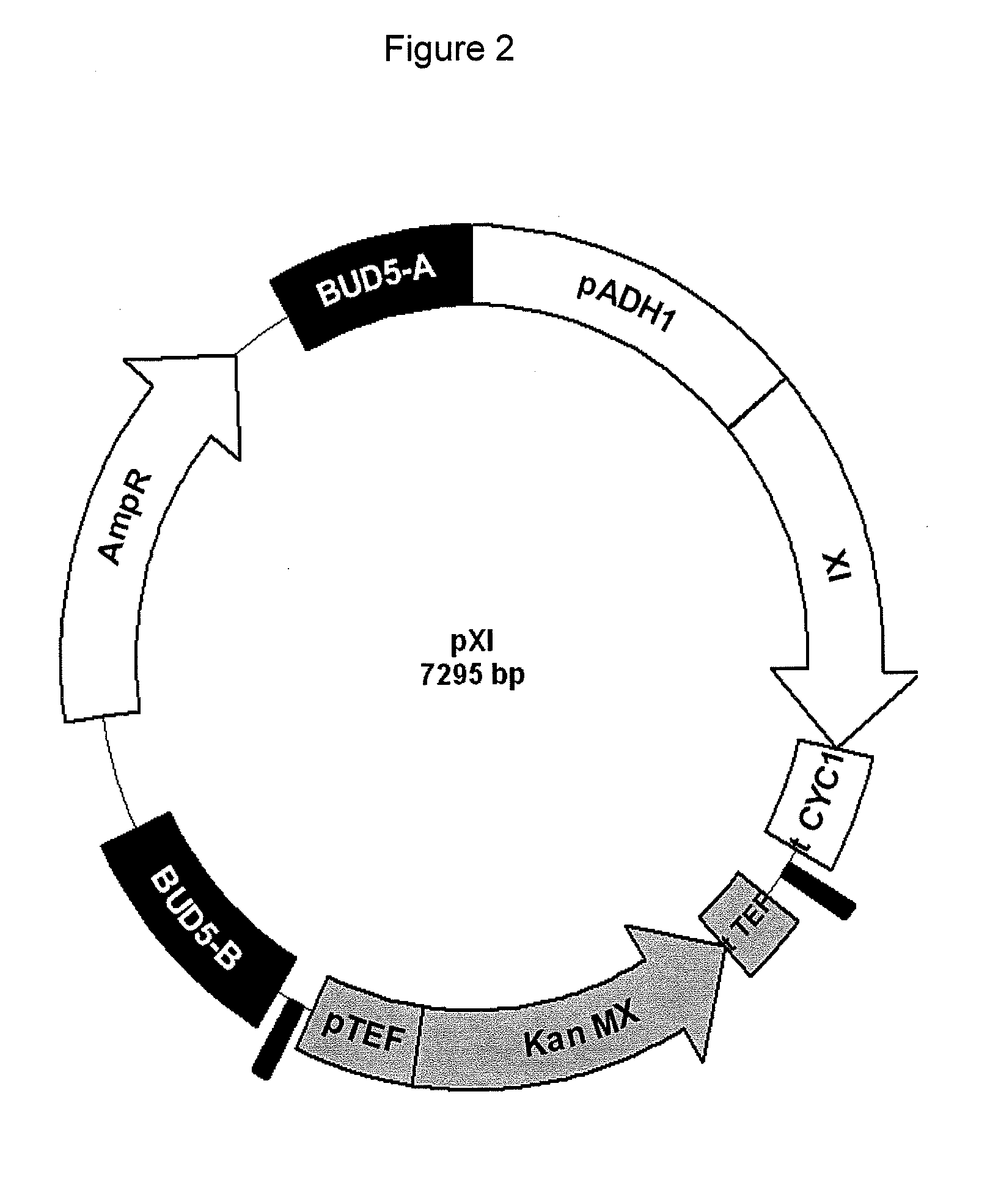 Method for preparing an industrial yeast, industrial yeast, and application to the production of ethanol from at least one pentose